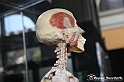 VBS_3039 - Mostra Body Worlds